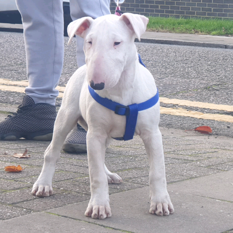 bull terrier gumtree